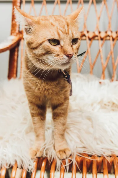 Close-up view of cute red cat standing on rocking chair — Stock Photo
