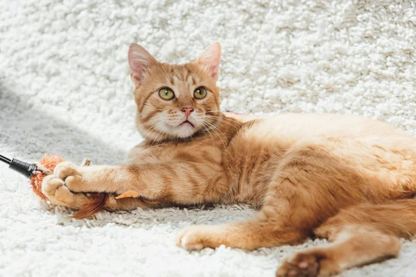 Hermoso peludo jengibre gato acostado en blanco alfombra y mirando hacia arriba — Stock Photo