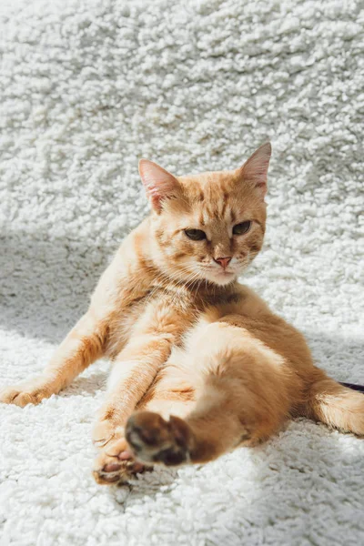 Adorable divertido gato rojo sentado en blanco alfombra y mirando a la cámara — Stock Photo