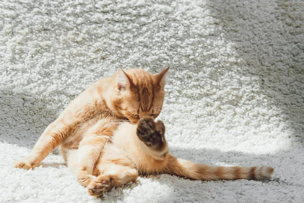 Lindo divertido gato rojo sentado en blanco alfombra y lamiendo pata — Stock Photo