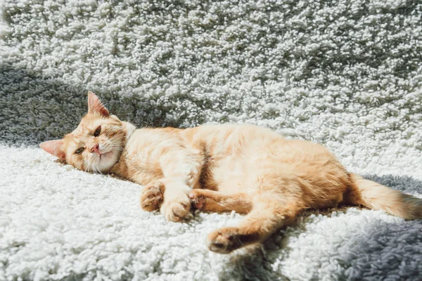 Високий кут зору красивої червоної кішки лежить на білому килимі і дивиться на камеру — стокове фото