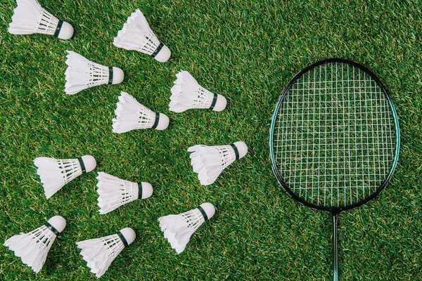 Flat lay with badminton racket and white shuttlecocks on green lawn — Stock Photo
