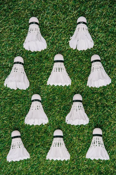 Ansicht weißer Federhähne auf grünem Gras — Stockfoto