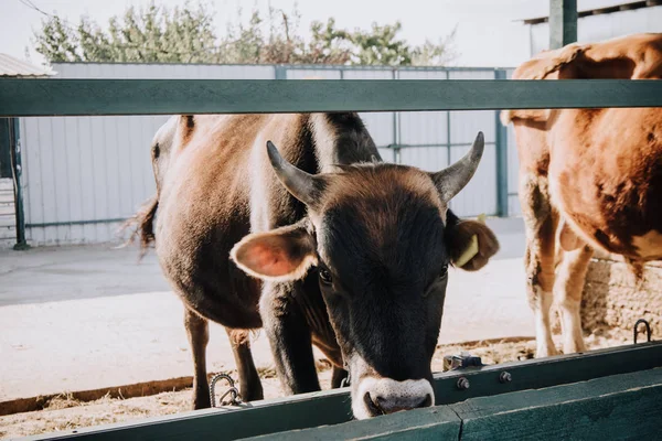 Schönes häusliches Kalb isst im Stall auf dem Bauernhof — Stockfoto