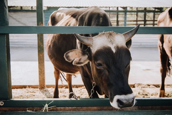 Закрыть вид на восхитительного маленького теленка, стоящего в сарае на ферме — стоковое фото