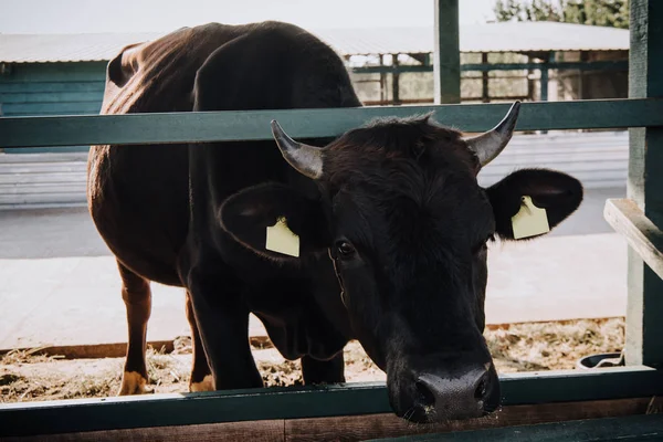 Ritratto di piccolo vitello adorabile nero in piedi in stalla in fattoria — Foto stock
