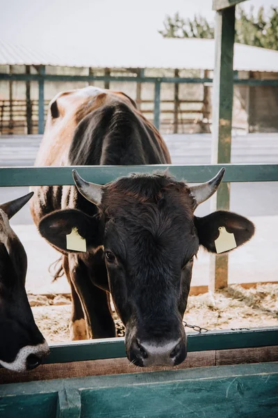 Nero domestico bella mucca in piedi in stalla a fattoria — Foto stock