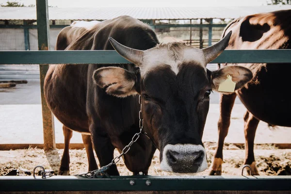 Retrato de hermosa vaca doméstica de pie en el establo de la granja - foto de stock