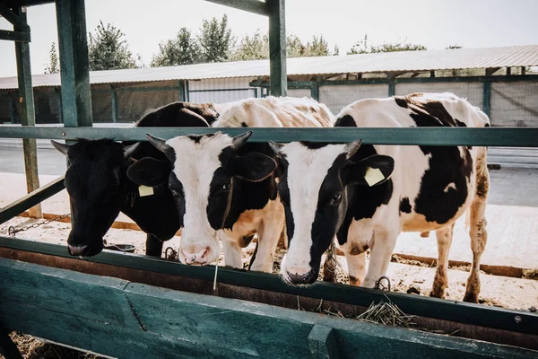 Belles vaches domestiques mangeant dans la grange à la ferme — Photo de stock