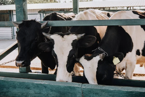 Schöne Hauskühe fressen im Stall auf dem Bauernhof — Stockfoto