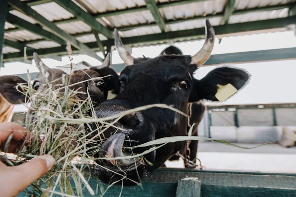 Immagine ritagliata di uomo che nutre mucche domestiche in fienile in fattoria — Foto stock