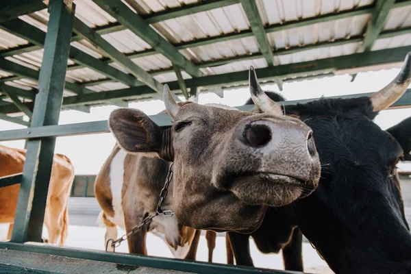 Close up view of domestic beautiful cows standing in stall at farm — Stock Photo