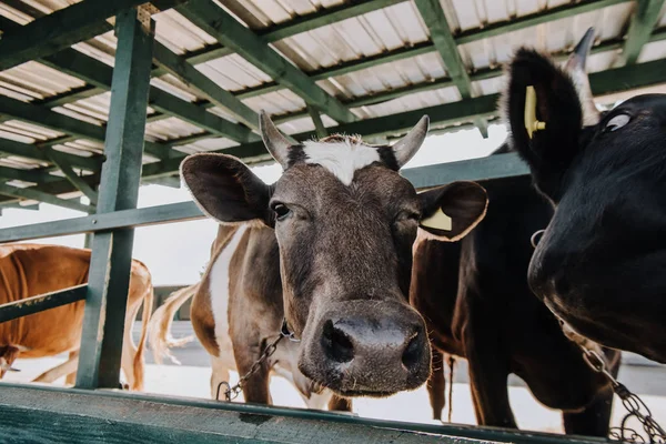 Ritratto di bella mucca domestica in piedi in stalla in fattoria — Foto stock