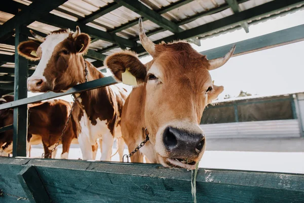 Ritratto di bella mucca domestica in piedi in stalla in fattoria — Foto stock