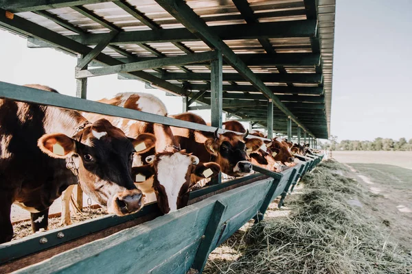 Vacas hermosas domésticas marrones comiendo en establo en la granja - foto de stock