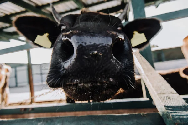 Nahaufnahme der Schnauze eines entzückenden Kälbchens, das im Stall auf einem Bauernhof steht — Stockfoto