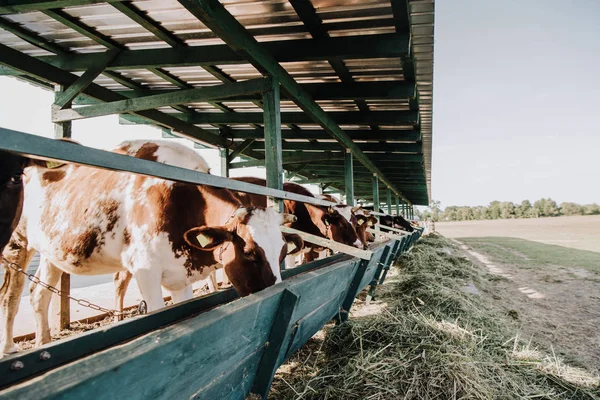 Domestiques belles vaches mangeant en stalle à la ferme — Photo de stock