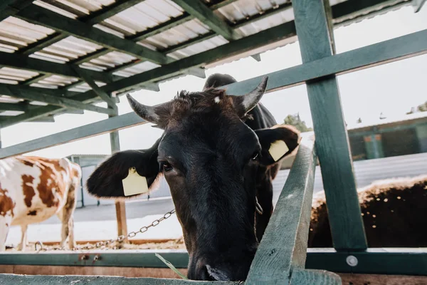 Enfoque selectivo de la vaca doméstica negra comiendo en establo en la granja - foto de stock