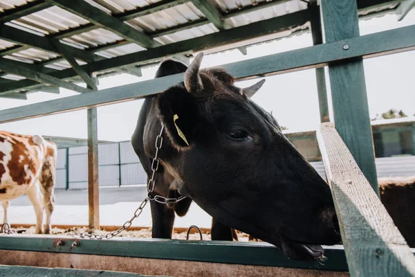 Черная корова ест в кабинке на ферме — стоковое фото
