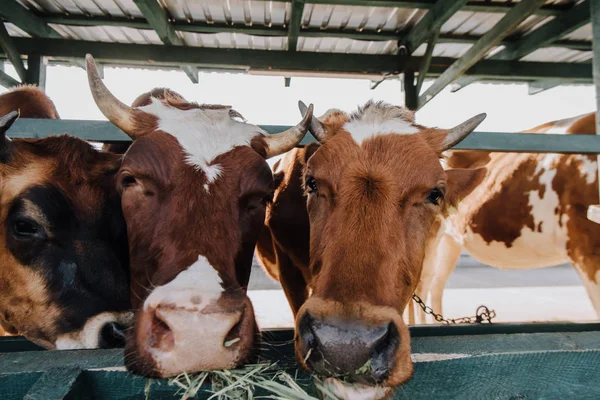 Close up view of brown domestic cows eating hay in barn at farm — Stock Photo