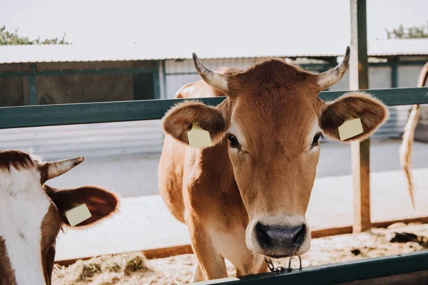 Marrón hermosas vacas domésticas de pie en establo en la granja - foto de stock