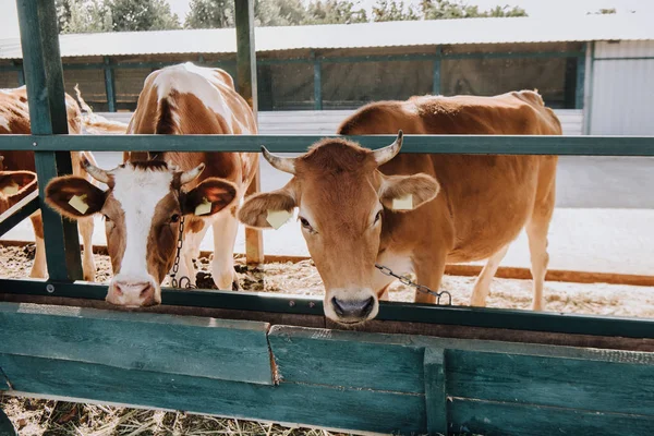 Castanho doméstico belas vacas em pé na barraca na fazenda — Fotografia de Stock