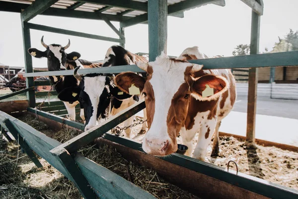 Foco seletivo de vacas bonitas domésticas que estão na tenda na fazenda — Fotografia de Stock