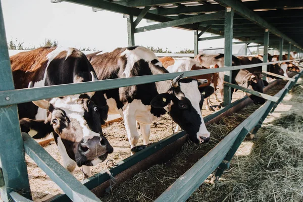 Belles vaches domestiques mangeant du foin dans la grange à la ferme — Photo de stock