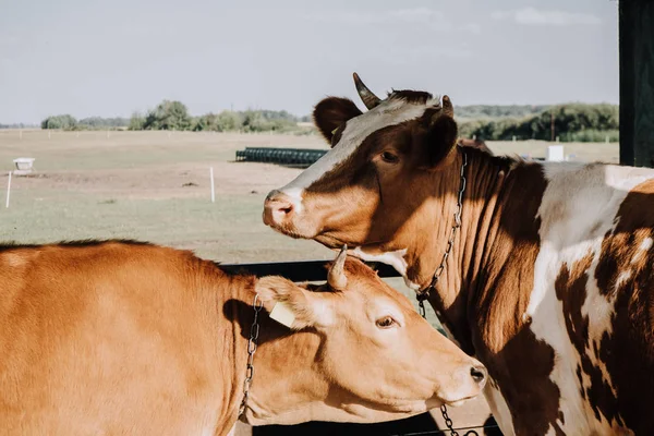 Vacas domésticas pardas en establo en la granja - foto de stock