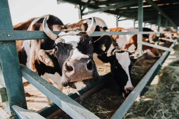 Enfoque selectivo de vacas hermosas domésticas comiendo heno en establo en la granja - foto de stock