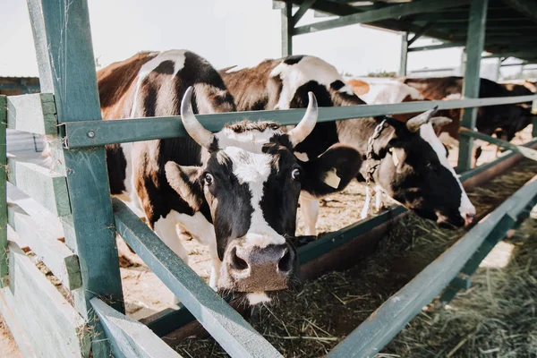 Belle mucche domestiche che mangiano fieno in fienile in fattoria — Foto stock