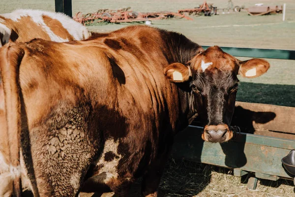 Vacas domésticas pardas en establo en la granja - foto de stock