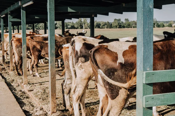 Vista trasera de hermosas vacas domésticas de pie en el establo en la granja - foto de stock