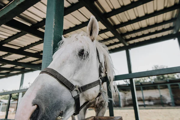 Ritratto ravvicinato di un bellissimo cavallo bianco nel fienile della fattoria — Foto stock