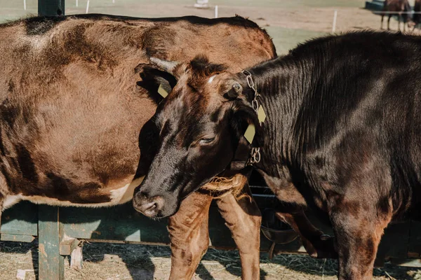 Красивые домашние коровы, стоящие в стойле на ферме — стоковое фото