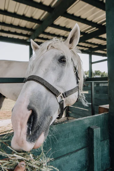Imagem cortada da pessoa que alimenta o cavalo branco no estábulo na fazenda — Fotografia de Stock