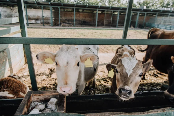 Vista de perto de pequenos bezerros domésticos em pé no celeiro na fazenda — Fotografia de Stock