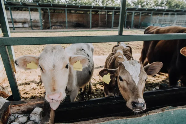 Entzückende kleine Kälber stehen im Stall auf dem Bauernhof — Stockfoto