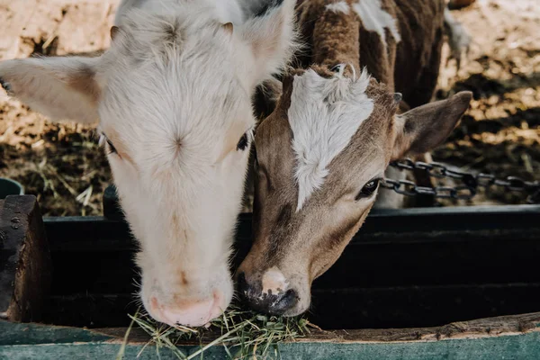 Piccoli vitelli domestici che mangiano fieno in stalla in fattoria — Foto stock