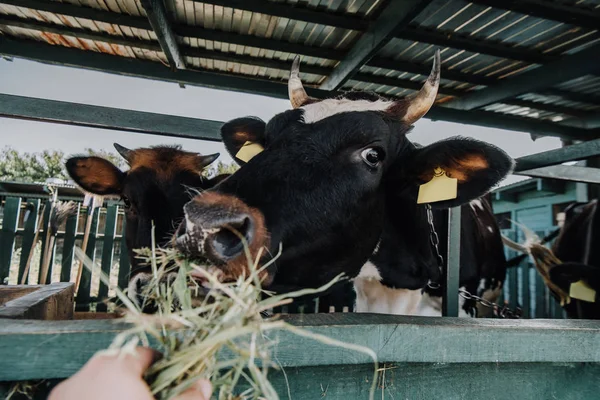 Vaches domestiques noires mangeant du foin dans la grange à la ferme — Photo de stock