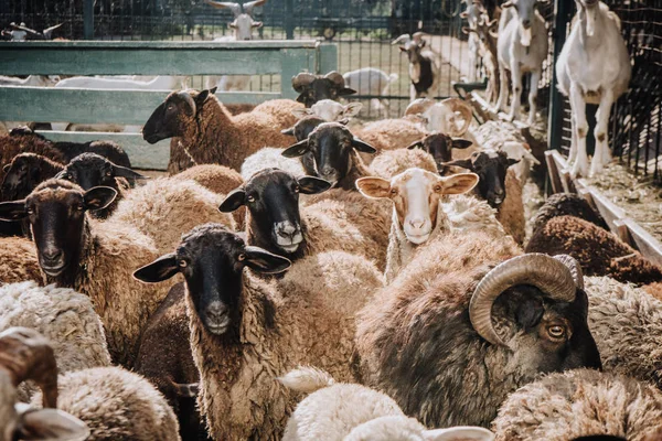 Troupeau d'adorables moutons bruns pâturant dans le corral à la ferme — Photo de stock