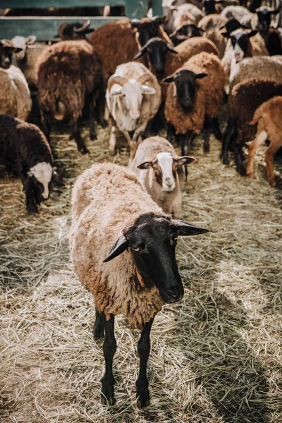 Close up view of brown sheep grazing with herd in corral at farm — Stock Photo