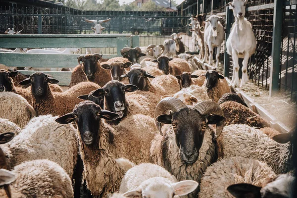 Manada de adorables ovejas pardas pastando en corral en la granja - foto de stock