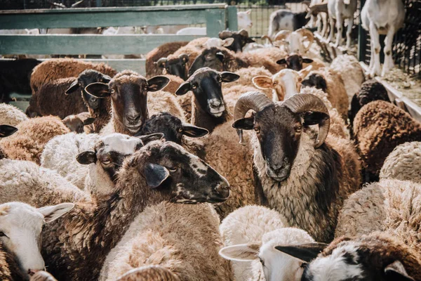 Vista de cerca del rebaño de ovejas pardas adorables pastando en corral en la granja - foto de stock