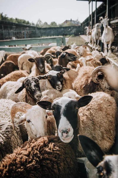 Селективный фокус стада очаровательных коричневых овец, пасущихся в загоне на ферме — стоковое фото