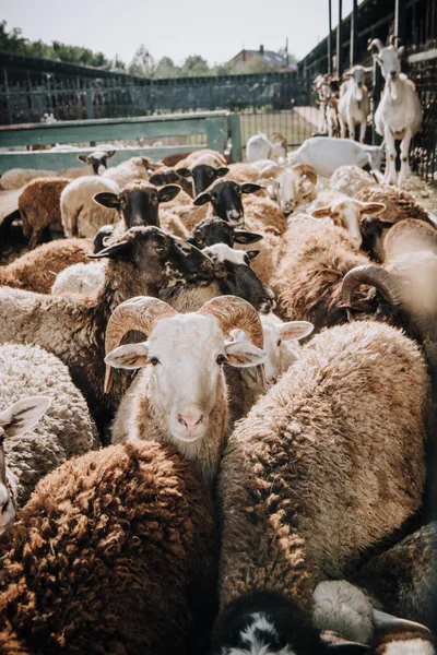 Troupeau d'adorables moutons bruns pâturant dans le corral à la ferme — Photo de stock