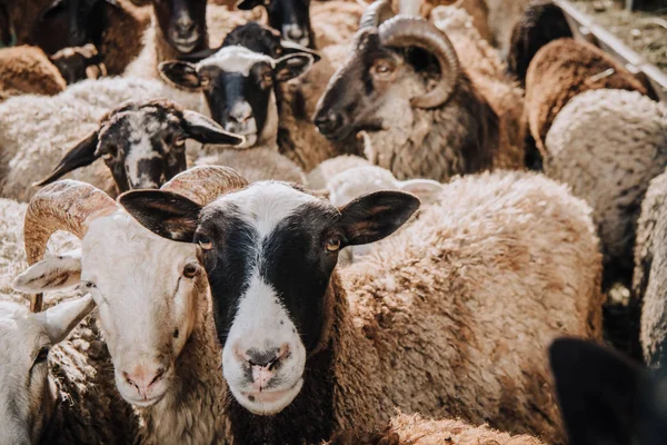 Portrait rapproché d'adorables moutons bruns paissant dans le corral à la ferme — Photo de stock