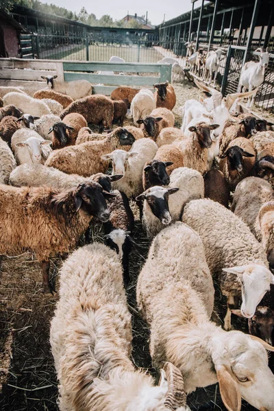 Vue à grand angle du troupeau d'adorables moutons broutant dans le corral à la ferme — Photo de stock