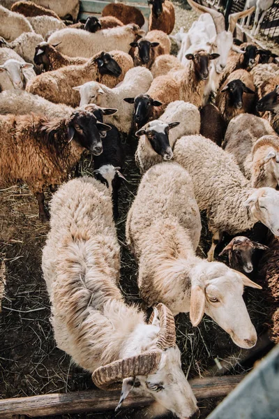 Vue grand angle du troupeau d'adorables moutons bruns paissant dans le corral à la ferme — Photo de stock