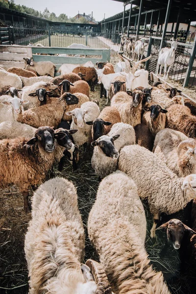 Vue à grand angle du troupeau d'adorables moutons broutant dans le corral à la ferme — Photo de stock